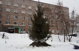 Установка новогодних елок на придомовых территориях Установка новогодних елок на придомовых территориях