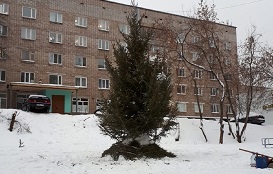 Установка новогодних елок на придомовых территориях